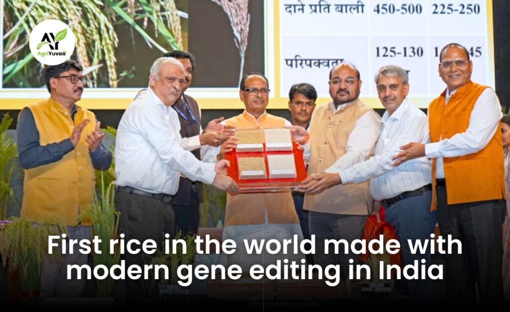 icar Genome-Edited Rice Varieties Launched