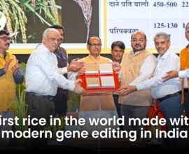 icar Genome-Edited Rice Varieties Launched