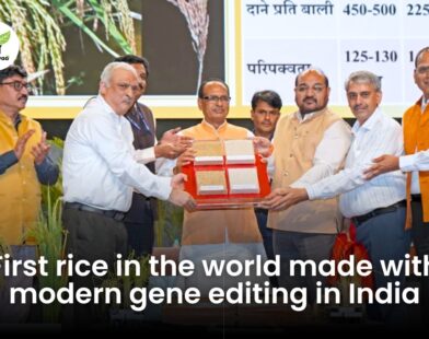 icar Genome-Edited Rice Varieties Launched